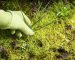 Horizontal photo of gloved hand pulling grass weed out of garden